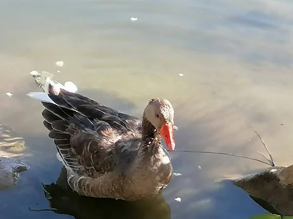 Duck Natural Lake — Stock Photo, Image