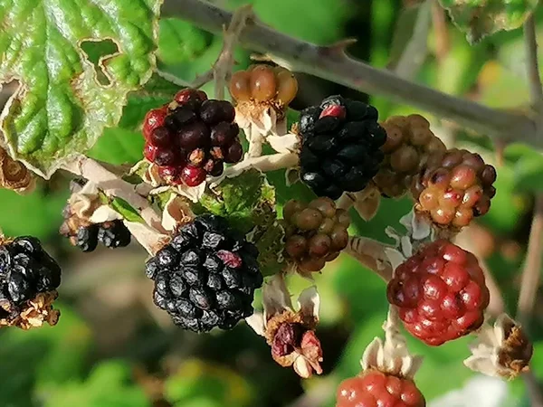 Blackberry Fruit Close Field — Stock Photo, Image