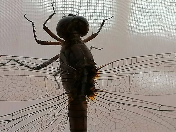  İspanya 'daki büyük yusufçuk böceği.