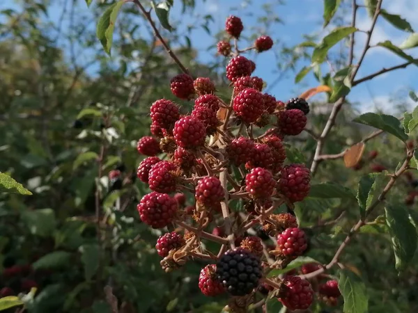 Blackberry Close Forest Antequera Andalucia Malaga Spain — Stock Photo, Image