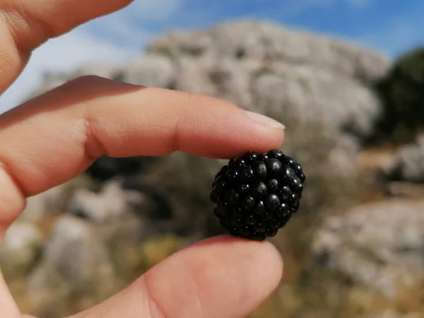 Blackberry Close Forest Antequera Andalucia Malaga Spain — Stock Photo, Image