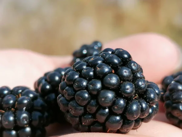 Blackberry Close Forest Antequera Andalucia Malaga Spain — Stock Photo, Image