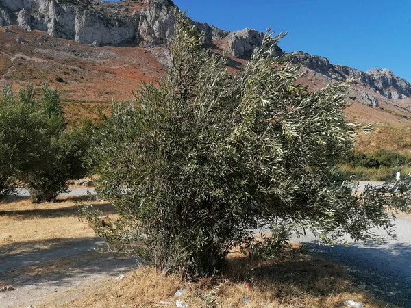 Paisaje Provincia Torcal Andalucía España — Foto de Stock