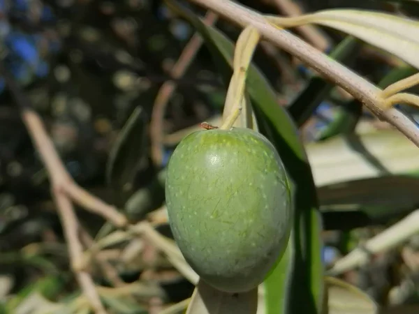 Spanya Yakın Plan Yeşil Zeytin Meyvesi — Stok fotoğraf