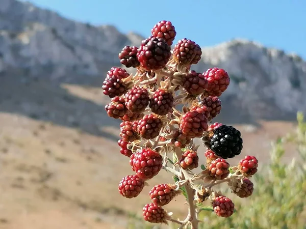 Close Sfondo Blackberry Montagna Spagna — Foto Stock