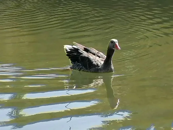 Natural Gray Goose Water Spain — Stock Photo, Image