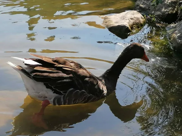 Natural Gray Goose Water Spain — Stock Photo, Image