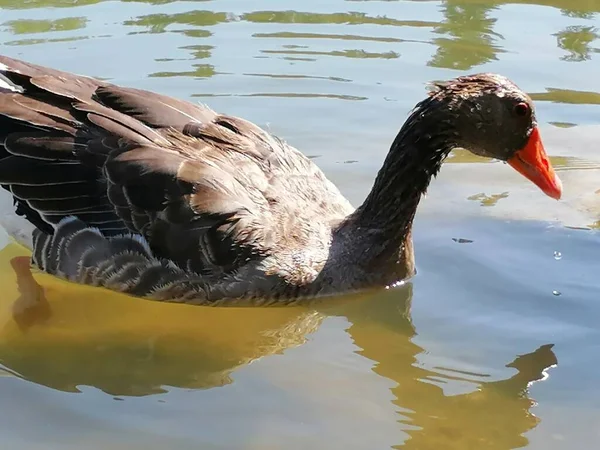 Natuurlijke Grijze Gans Het Water Spanje — Stockfoto