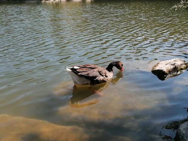 Natural Gray Goose Water Spain — Stock Photo, Image