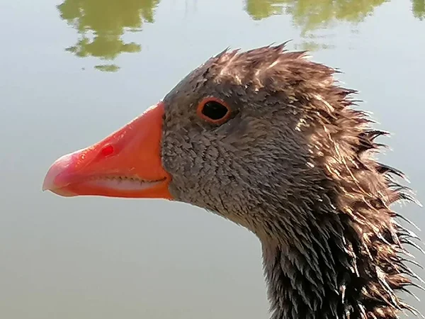 Een Close Van Een Natuurlijke Grijze Gans Spanje — Stockfoto