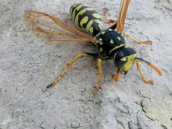 Wasp Närbild Antequera Spanien — Stockfoto