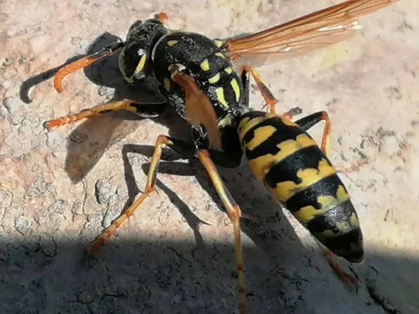 Wasp Närbild Antequera Spanien — Stockfoto