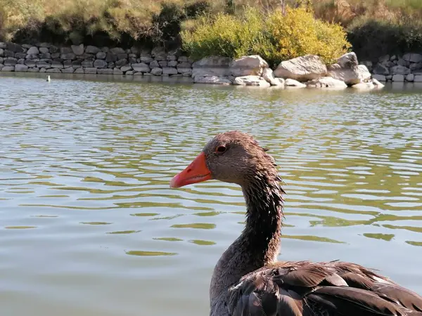 İspanya 'da suda doğal gri kaz