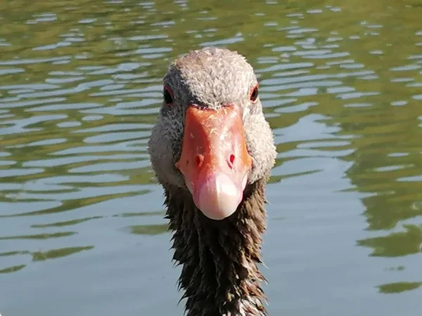 Een Close Van Een Natuurlijke Grijze Gans Spanje — Stockfoto