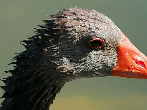 Een Close Van Een Natuurlijke Grijze Gans Spanje — Stockfoto