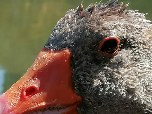 Een Close Van Een Natuurlijke Grijze Gans Spanje — Stockfoto