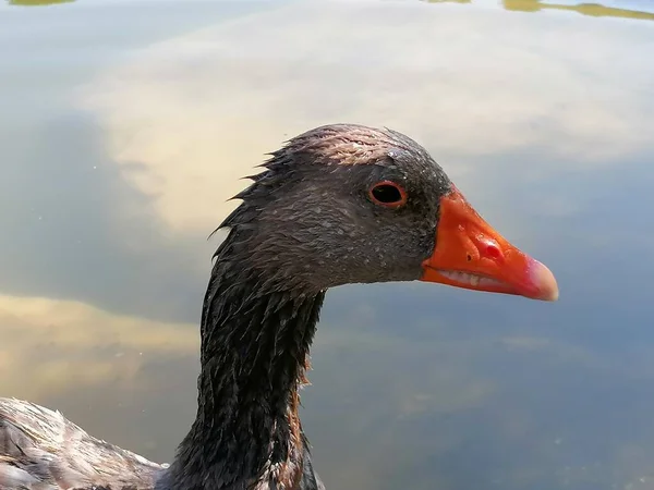 Primo Piano Oca Grigia Naturale Spagna — Foto Stock