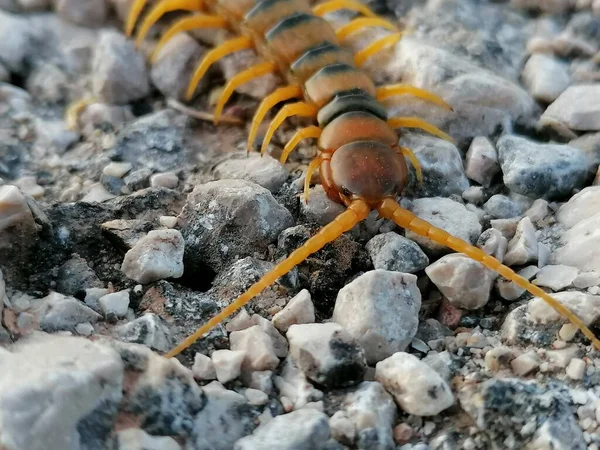 Närbild Stor Centipede Stenig Plats Antequera Provinsen Malaga Andalusien Spanien — Stockfoto