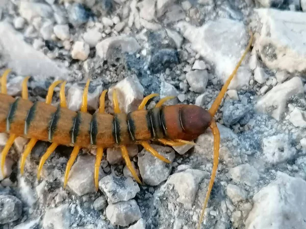 Close Large Centipede Stony Place Antequera Province Malaga Andalucia Spain — Stock Photo, Image