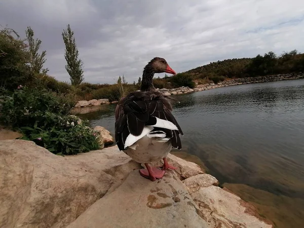 Natuurlijke Grijze Gans Spanje — Stockfoto