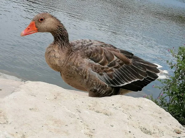 Natuurlijke Grijze Gans Spanje — Stockfoto