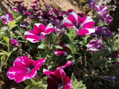 Petunia Hybrida çiçeği Huelva İspanya 'nın Lepe eyaletinin parkında.