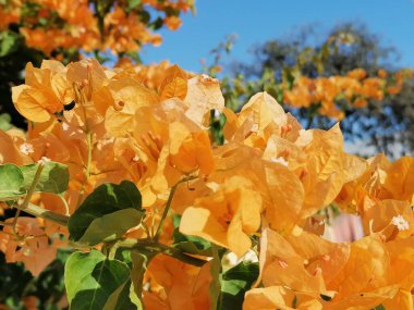 Bougainvillea Parktaki sarı çiçek