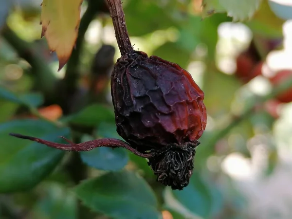 İspanya 'daki Endülüs' teki Hip Rosa 'nın kurumuş meyveleri.