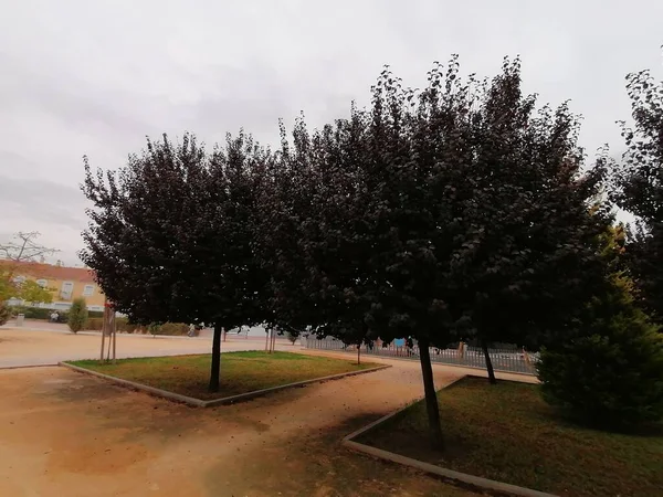 Árbol Con Hojas Moradas Rociana Del Condado Provincia Huelva Andalucía — Foto de Stock
