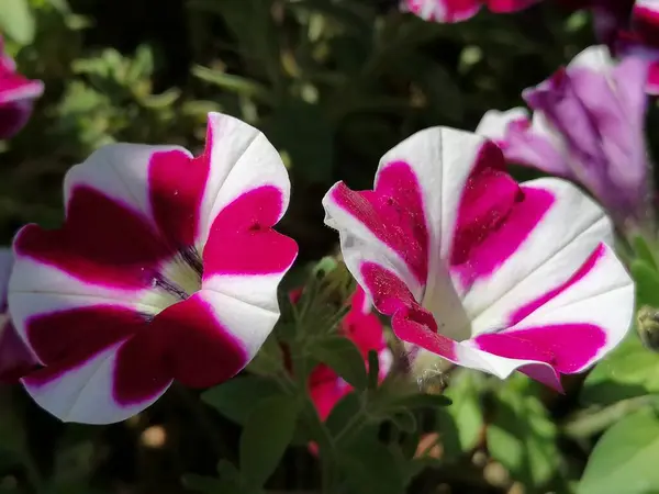 Petunia Hybrida Flower Park Lepe Province Huelva Spain — Stock Photo, Image