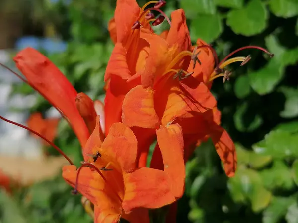 Bougainvillea Orange Flower Park — Stock Photo, Image