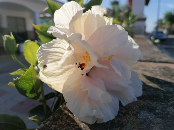 Rosa Blanca Cerca España — Foto de Stock