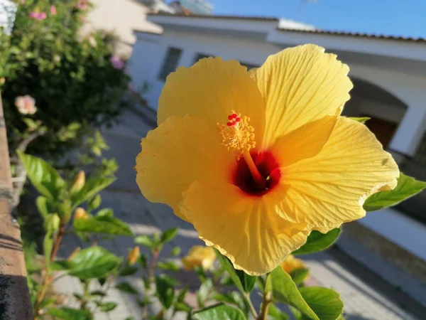 Yellow Hibiscus Flower Spain Andalusia — Stock Photo, Image