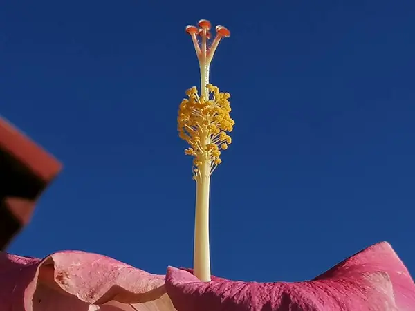 Pembe Hibiscus çiçeği İspanya Endülüs