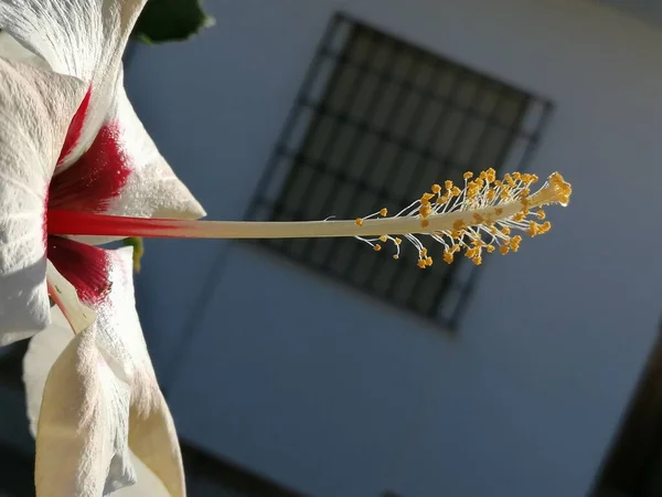 Біла Квітка Гібіска Іспанія Андалусія — стокове фото