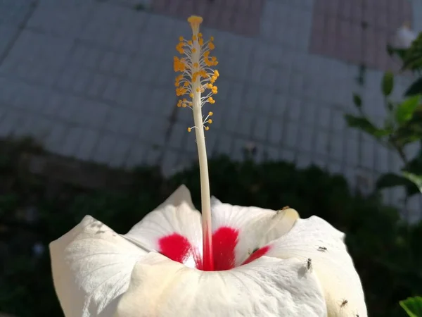 Biały Kwiat Hibiskusa Hiszpania Andaluzja — Zdjęcie stockowe