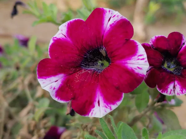 Petunia Hybrida çiçeği Huelva İspanya 'nın Lepe eyaletinin parkında.