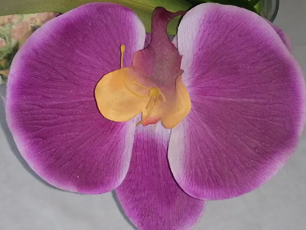 Artificial Orchid Close Spain — Stock fotografie