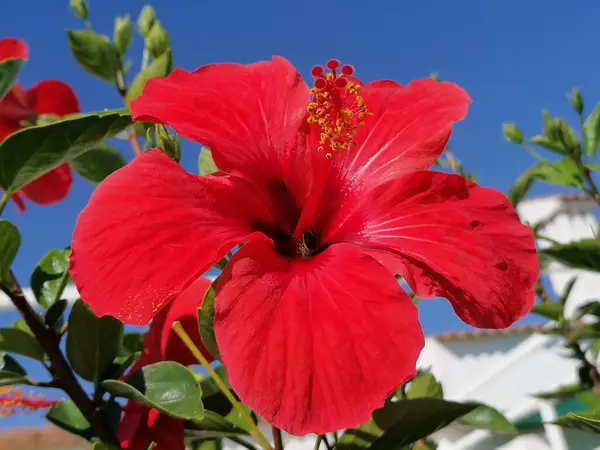 Hibiscus çiçeği parka yakın çekim.