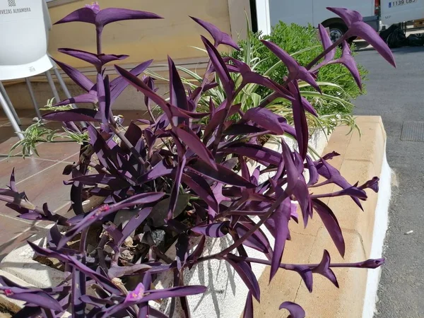 Tradescantia Pallida parka yakın çekim