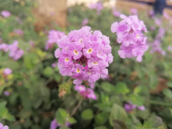 İspanya 'daki La Lantana çiçekleri.