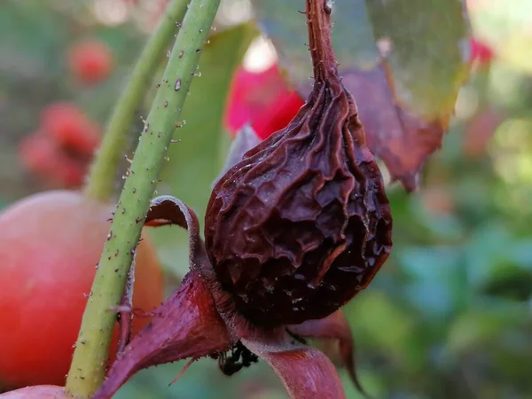İspanya 'daki Endülüs' teki Hip Rosa 'nın kurumuş meyveleri.