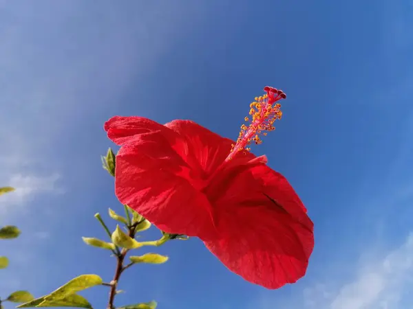 Close Czerwony Hibiskus Kwiat Błękitne Niebo Tło — Zdjęcie stockowe