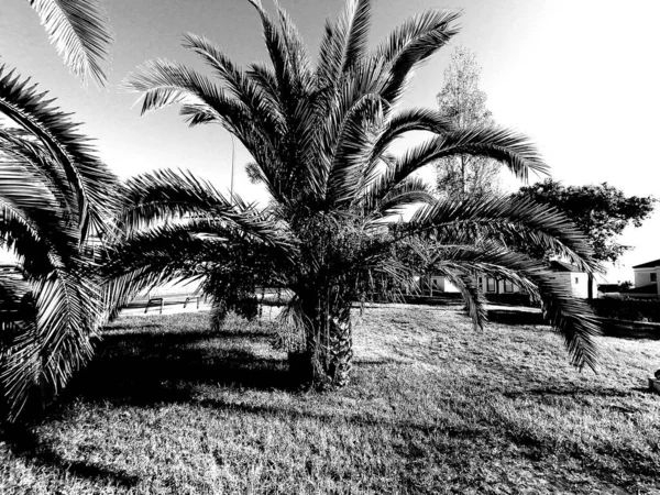 Изображение Черно Белой Пальмы Андалусии — стоковое фото