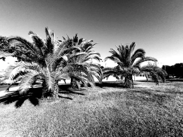 Image Black White Palm Tree Andalusia Spain — Stock Photo, Image