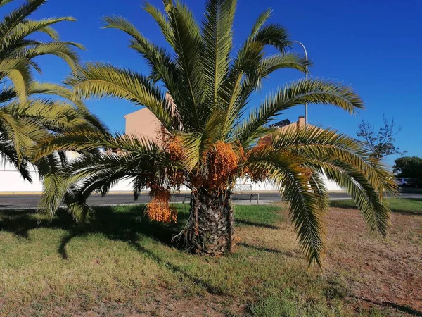 Palmy Prowincji Aljaraque Prowincji Huelva Hiszpanii — Zdjęcie stockowe