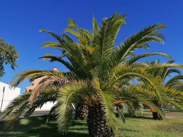 Palmy Prowincji Aljaraque Prowincji Huelva Hiszpanii — Zdjęcie stockowe
