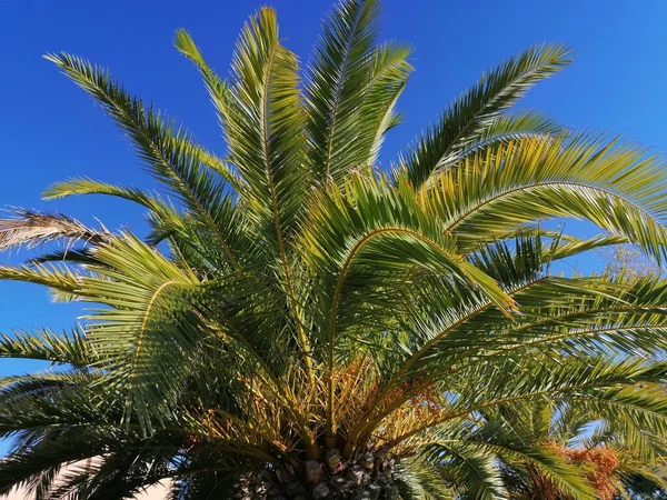 Palmboom Blauwe Lucht Achtergrond Aljaraque Provincie Huelva Spanje — Stockfoto