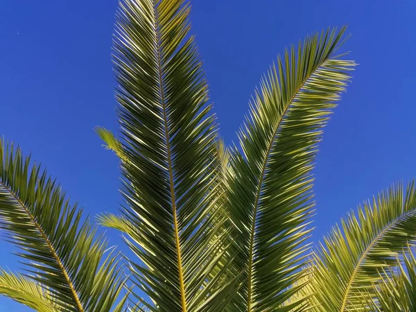 Huelva İspanya 'nın Aljaraque ilinde palmiye ağacı mavi gökyüzü arka planı