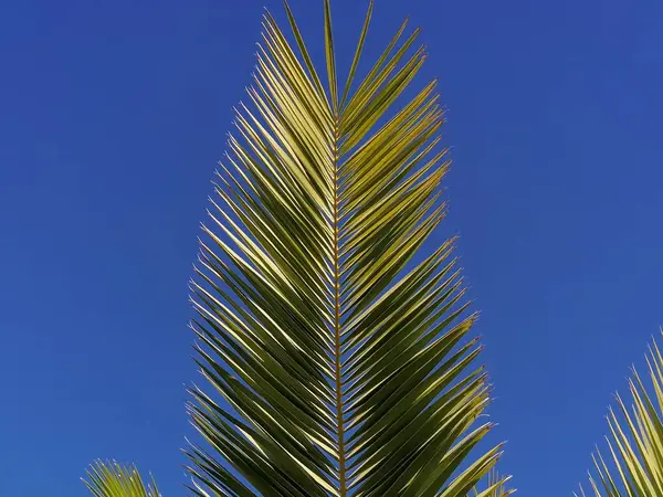 Huelva Spanya Nın Aljaraque Ilinde Palmiye Ağacı Mavi Gökyüzü Arka — Stok fotoğraf